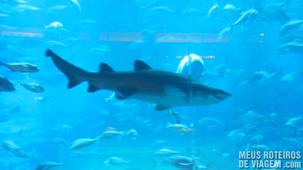 Tubarão no aquário do Dubai Mall