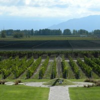 Vinhedos da Bodega Norton - Mendoza, Argentina