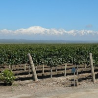 Bodega Pulenta Estate - Mendoza, Argentina
