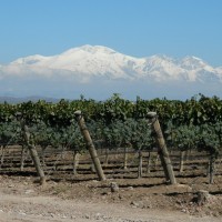 Bodega Pulenta Estate - Mendoza, Argentina