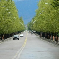 Av. del Libertador - Mendoza, Argentina