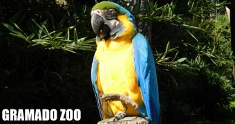 Gramado Zoo, o Zoológico com Animais da Fauna Brasileira gramado - zoo 2