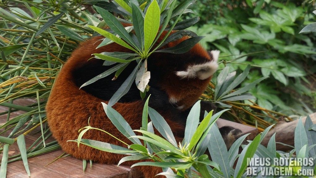 Panda-Vermelho no Ocean Park, Hong Kong