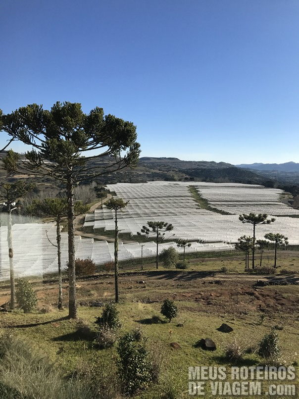 Vinícola Villa Francioni - São Joaquim/SC