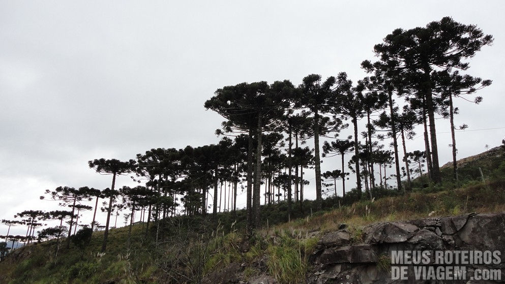 Mirante das Araucárias - São Joaquim/SC