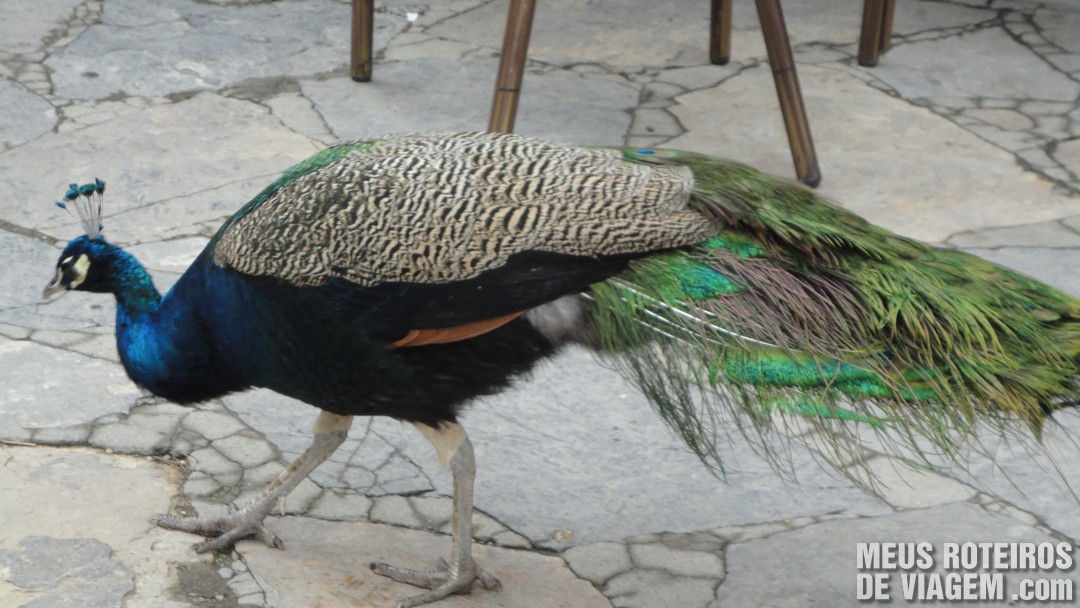 Pavão no jardim do Palácio