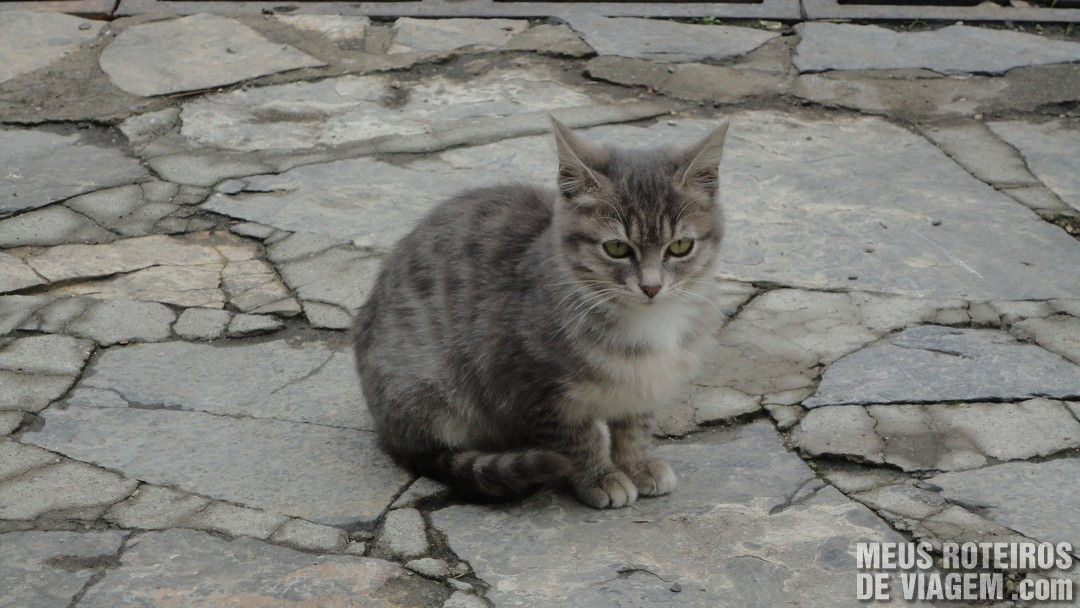 Gatinho perdido no Palácio