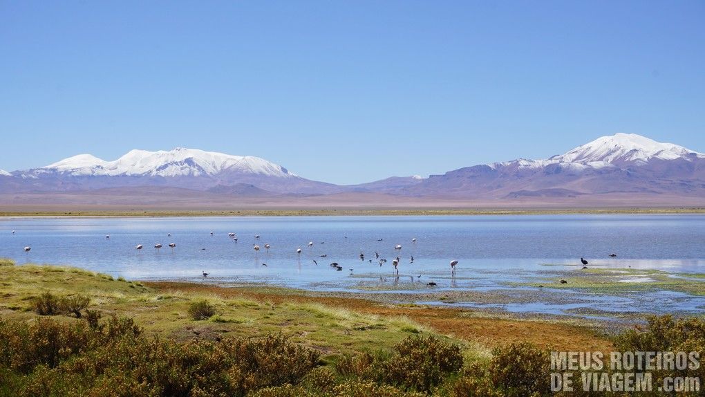 Flamingos no Salar de Tara - Agência Araya Atacama