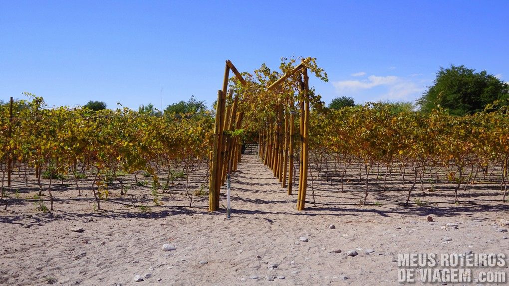 Tour do Vinho - San Pedro de Atacama, Chile