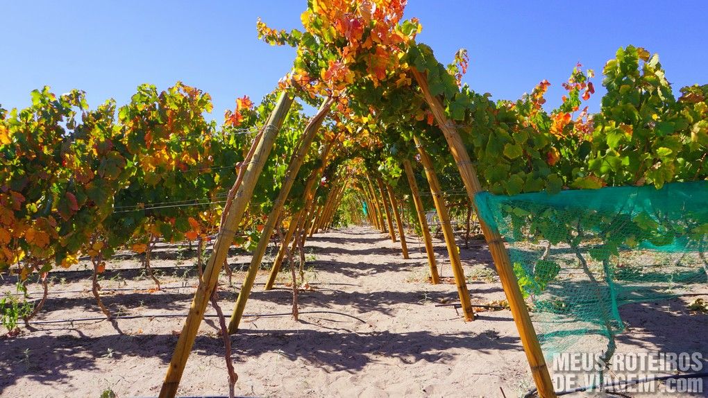 Tour do Vinho - San Pedro de Atacama, Chile