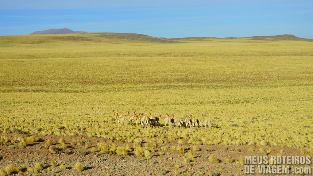 Lagunas Altiplânicas - Deserto do Atacama, Chile